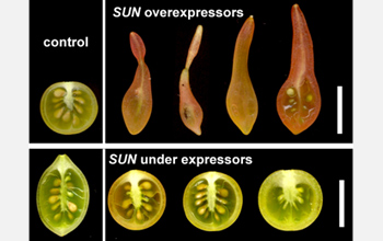 Diagram showing the key role the SUN gene plays in fruit shape.