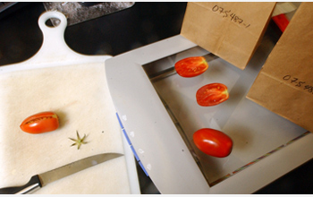Photo showing slicing of tomatoes and analysis of their shapes by scanning.