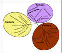 Illustration of the tree of life showing bacteria, archaea and eukaryotes.