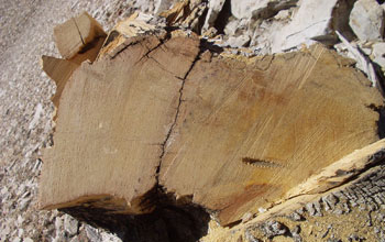 Photo of a tree trunk cross section.