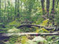 Fallen trees in the Harvard Forest