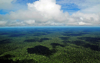 aerial view of the rainforest