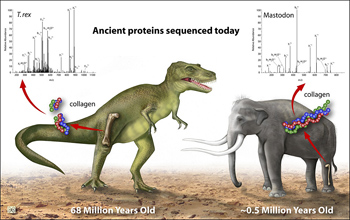 Ancient proteins have been found in soft tissue from bones of <em>T. rex</em> and mastodon