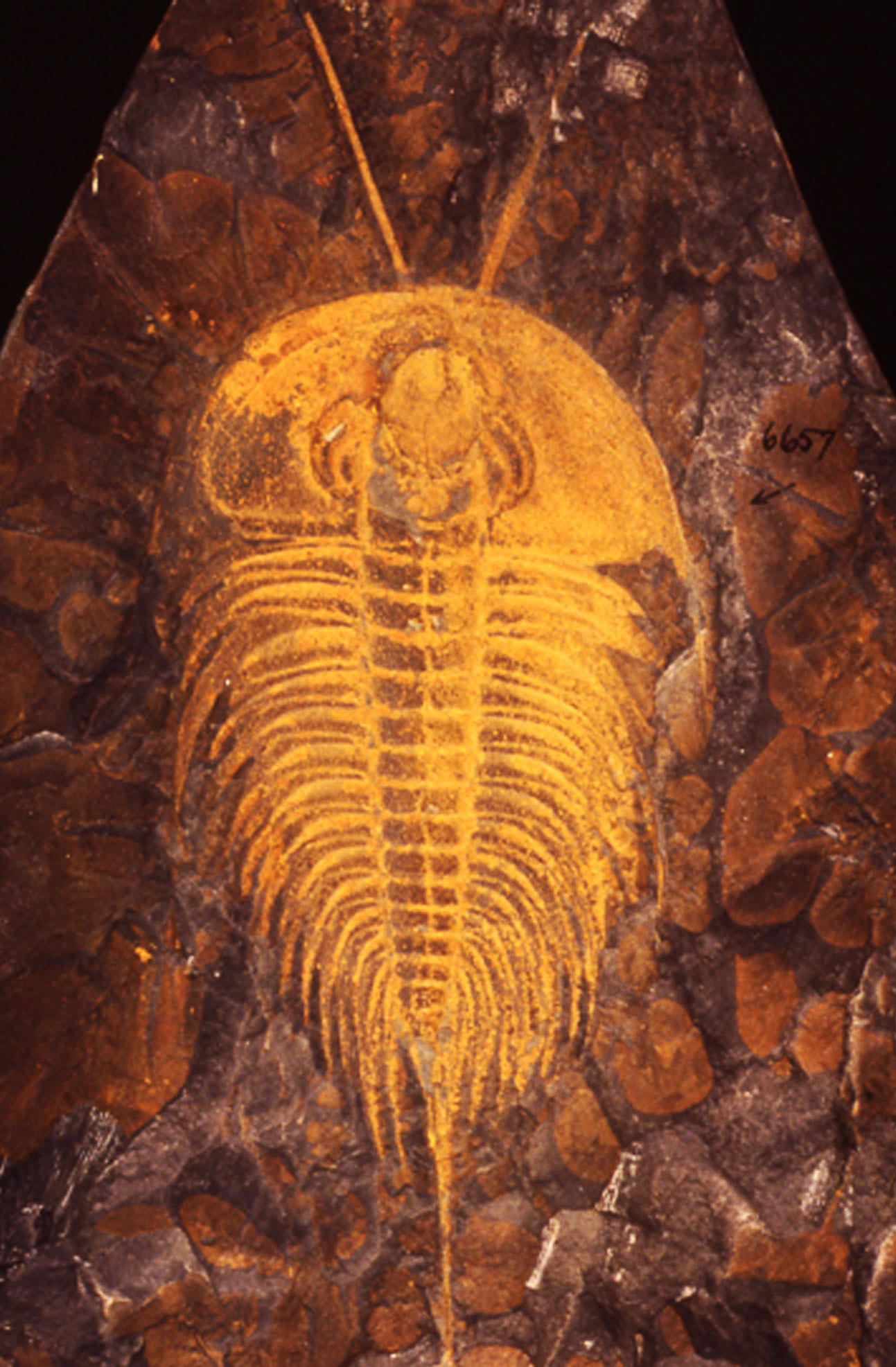 Multimedia Gallery - Early Cambrian trilobite from Eastern Pennsylvania |  NSF - National Science Foundation