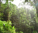 Photo of tropical forest