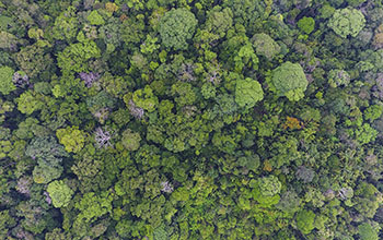 forest at Barro Colorado Island, Panama