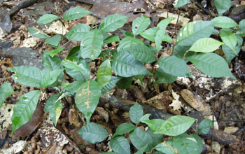 Close up image of a two-year-old seedlings of African mahogany