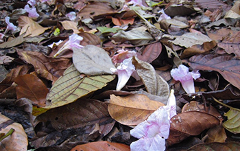 Tabebuia flowers and leaf litter