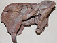 Left side of the skull of a dicynodont from Tanzania. A large tusk is visible at the lower left.