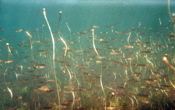 Photo of the explosion of young largemouth bass in the manipulated lake.