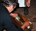 Photo of a largemouth bass being measured by a researcher.