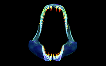 A computed tomography scan of a shortfin mako shark (<em>Isurus oxyrinchus</em>)