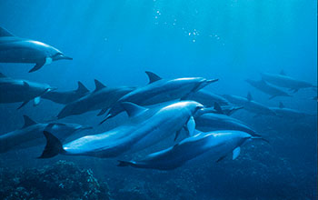 A school of spinner dolphins.