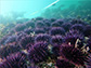 purple sea urchins