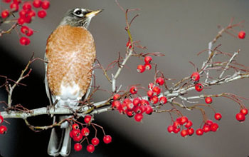 American robin on a branch.