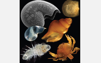 Images of larvae of deep-sea hydrothermal vent species that travel unprecedented distances.