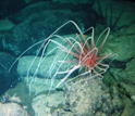 Photo of a surviving anemone at the edge of lava that erupted at the deep-sea East Pacific Rise.