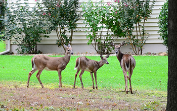 White-tailed deer are among the high-risk species flagged by the researchers.