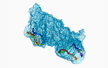 Red blood cells flowing through blood vessel in heart to deliver oxygen to muscle cells