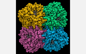 Research using supercomputers may lead to potential vacines for strains of bird flu in the future