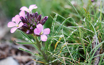 Erysimum baeticum, a wallflower from the Sierra Nevada mountains