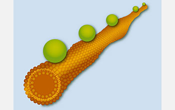 Schematic showing nanoparticles diffusing on a tube composed of a fluctuating lipid bilayer.