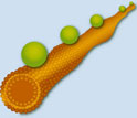 Schematic showing nanoparticles diffusing on a tube composed of a fluctuating lipid bilayer.