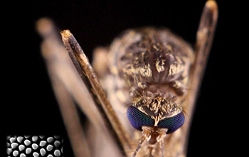 eye of a mosquito