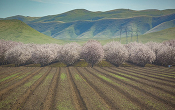 almond groves