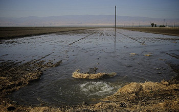 A field in the California Central Valley being fed via flood irrigation.