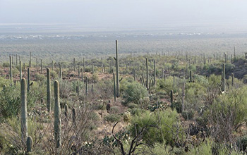 The saguaro cactus of the Sonoran Desert in the Southwest United States