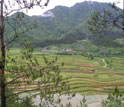 Photo of rice paddies and the water that nurtures them in China.