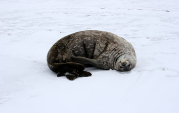 Adult Weddell seal