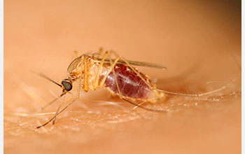 Photo of the Northern House mosquito.