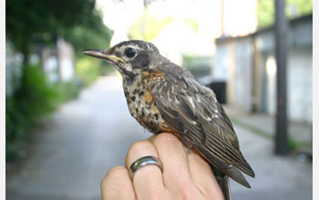 Photo of a juvenile American Robin.