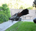 Photo of a gray catbird caught in a research mistnet near a museum in Washington, D.C.