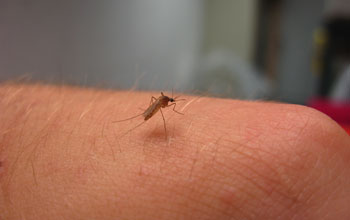a Culex pipiens mosquito, carrier of the West Nile virus, on human skin