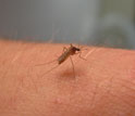 Photo of a Culex pipiens mosquito, carrier of the West Nile virus, on human skin.