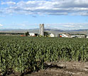 Photo of a field of corn with a barn and farm houses in the background.