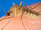 Rising temperatures could shift US West Nile virus transmission