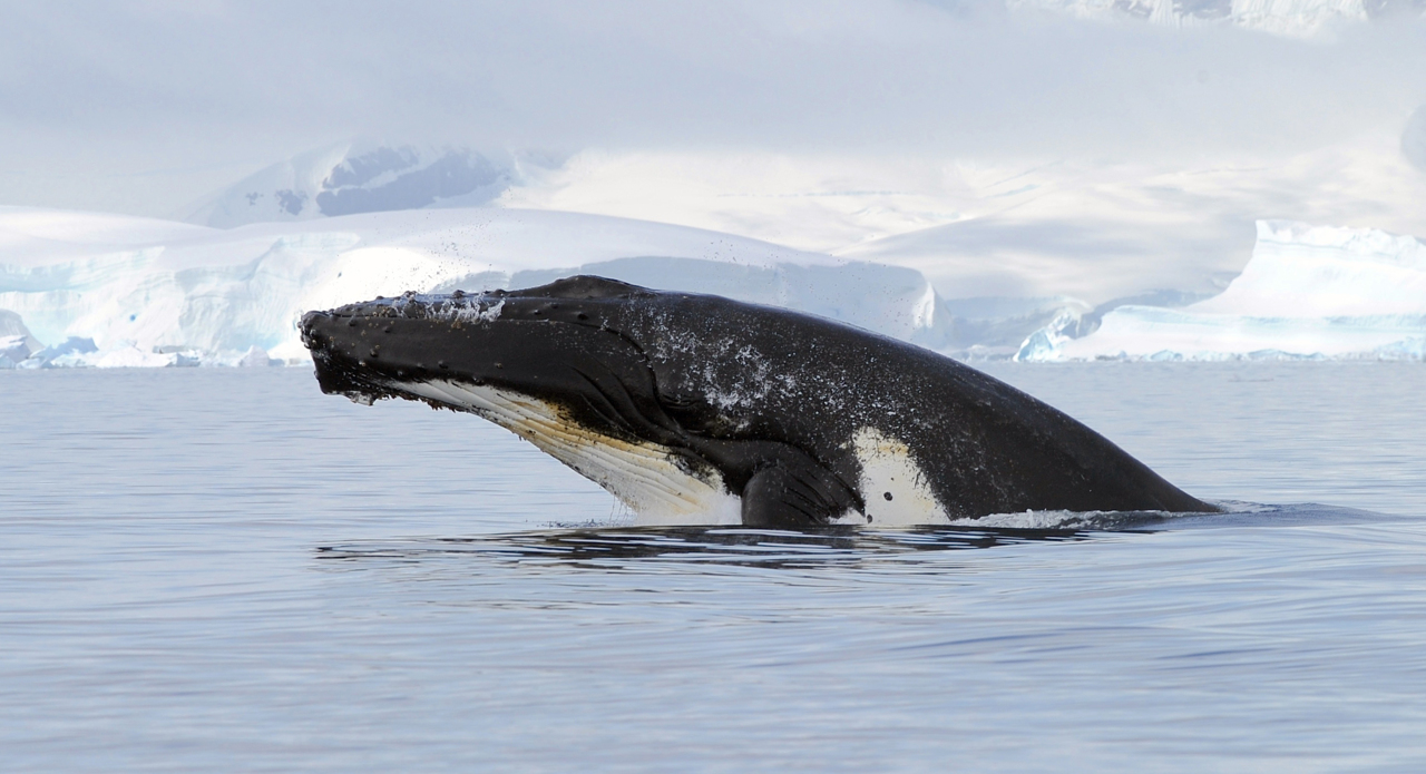 A whale breeching the ocean