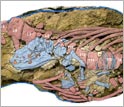 fossils of female Maiacetus inuus with near-term fetus in utero.