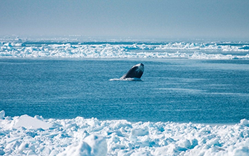 a bowhead whale breaches the waters surface
