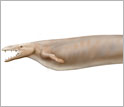 Restoration of Basilosaurus isis, based on a complete skeleton.