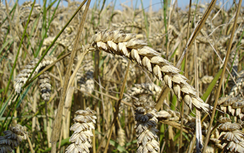 close-up of wheat