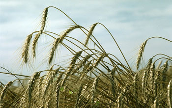 close-up of wheat