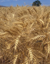 Photo of winter wheat field.