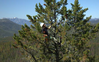 Photo of ecologist Josh Rapp climbing a whitebark pine