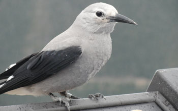 Close-up photo of a clark's nutcracker bird