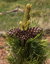 Close-up photo of a cluster of whitebark pine seed cones